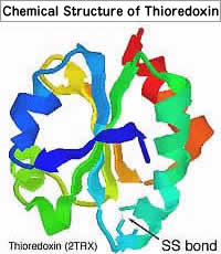 Chemical Structure of Thioredoxin