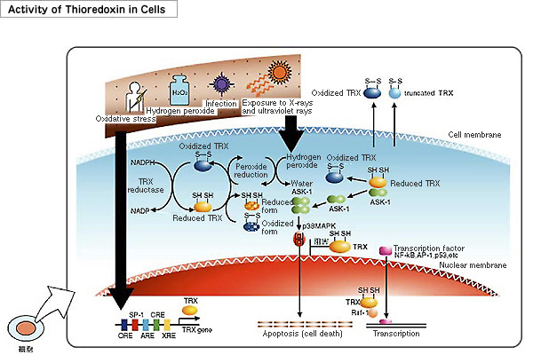 Activity of Thioredoxin