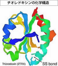 チオレドキシンの化学構造