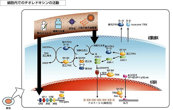 細胞内でのチオレドキシンの活動